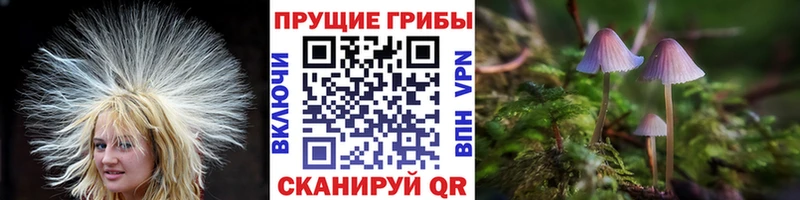 закладки  Скопин  Псилоцибиновые грибы Magic Shrooms 